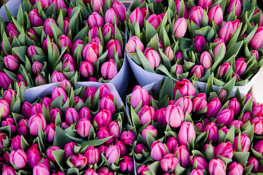 colorful tulips closeup on sale in Amsterdam flower market