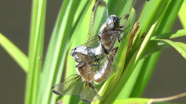 Plattbauch - Libellula depressa - Paarung