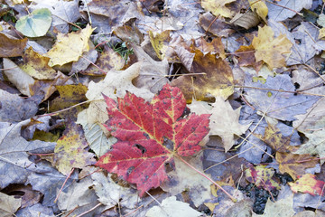 Red Maple Leaf