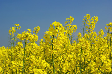 Obraz premium Fleur de colza