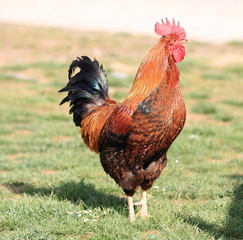 Rooster (side view)