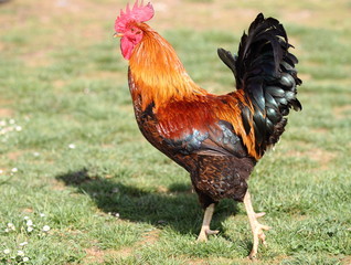 Rooster (side view)