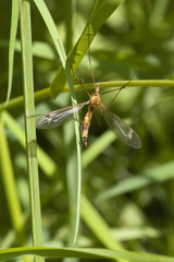 cranefly or daddy long legs
