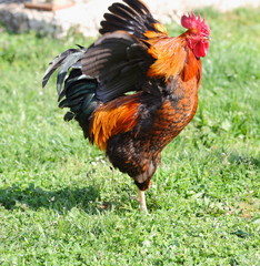 Rooster (side view)
