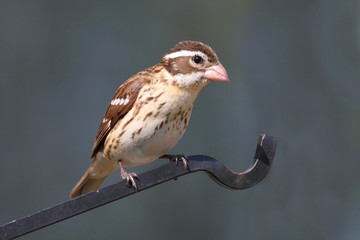 Rose-breasted Grosbeak (Pheucticus ludovicianus)