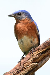 Isolated Bluebird On A Perch