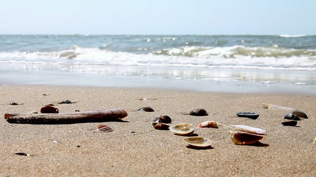 Muscheln am Meer