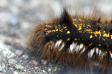 Raupe einer Grasglucke auf einem Weg