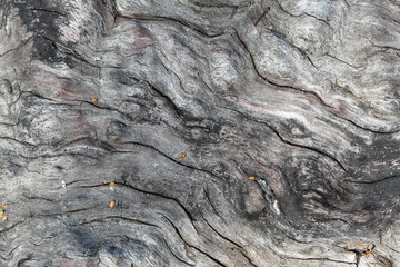 Текстура и фон дерева