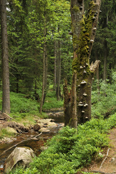 Am Waldbach