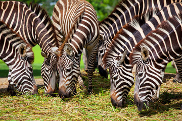 Fototapeta na wymiar Zebra herd was eating grass