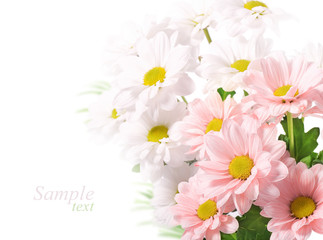 Daisies flowers on white background