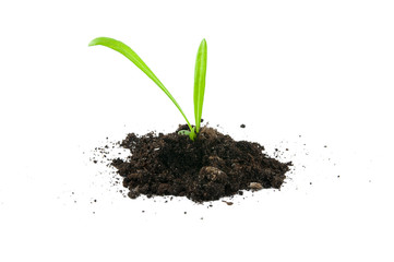 Young plant