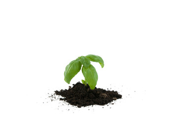 Little plant