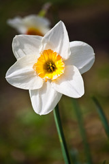 White flower