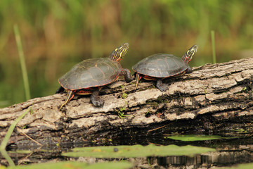 Pair of Painted Turtles (Chrysemys picta) Basking on a Log