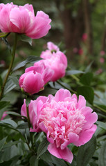 Beautiful Pink Peonies in Garden