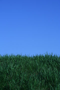Spring grass