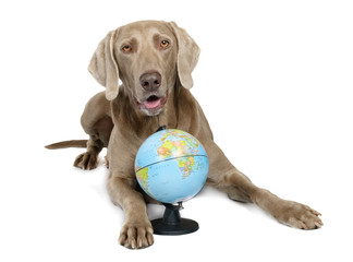 Dog and globe