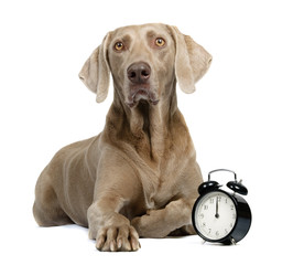 Dog and alarm clock