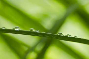 water green leaf