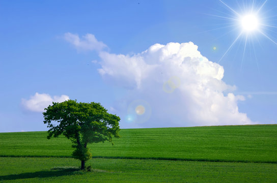 arbre au soleil