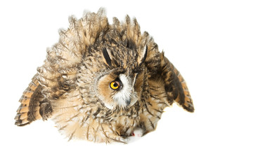 owl isolated on the white background