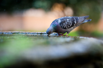 close-up of a pigeon drinking water from a basin/fountain