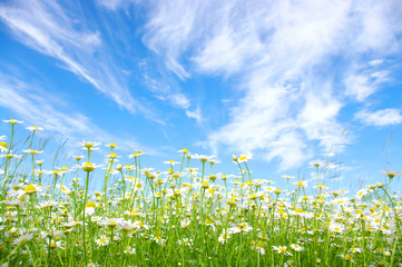 white daisies