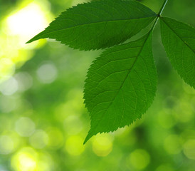 Fototapeta na wymiar Green leaves
