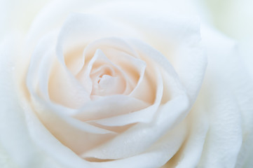 白いバラのクローズアップ