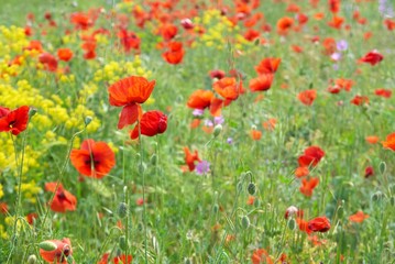 Field of poppies
