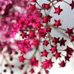 Fleurs de Spirea japonica