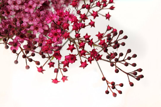 Fleurs de Spirea japonica