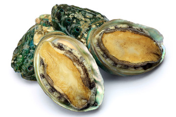 abalone
