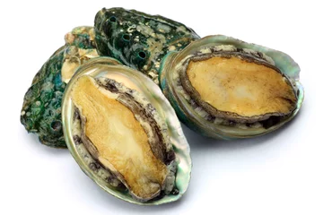 Gordijnen abalone © Reika