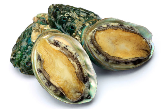 abalone