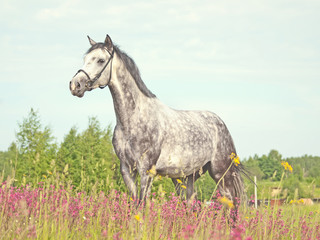 grey horse in blossom meadow
