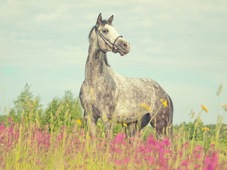 Obraz na płótnie Canvas grey horse in blossom meadow art toned