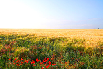 yellow wheat field under blue sky