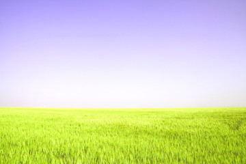 Fototapeta na wymiar ripening wheat fields against the blue sky