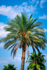 Obraz premium Palm tree