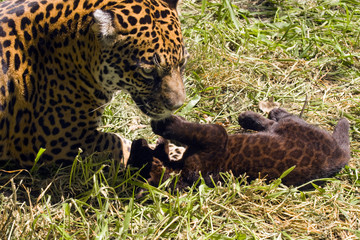Black jaguar cub (Panthera onca) plays with its mom