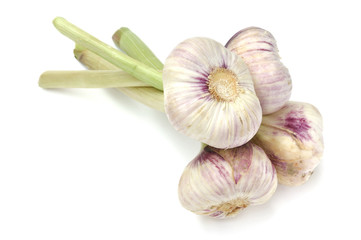 Garlic
