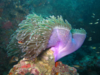 Sea Anemone