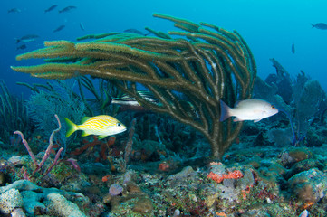 Various species of fish hovering near a Sea rod.
