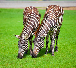 Fototapeta na wymiar Two zebras was eating grass