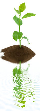 plante