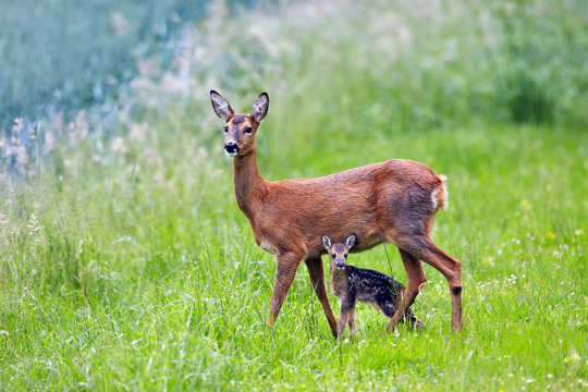 doe with very young fawn, Capreolus capreolus