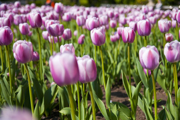 Tulips